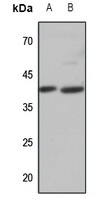 APLNR antibody