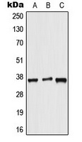 ALX3 antibody