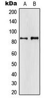 Anti-APBA2 Antibody