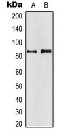 APBA2 antibody