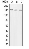 Anti-Beta Amyloid (Phospho-T743) Antibody