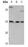 Anti-ARF4 Antibody