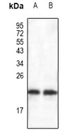 Anti-BAX Antibody