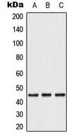Anti-Caspase 1 Antibody