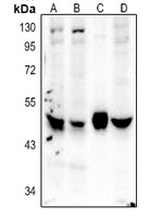 Anti-Caspase 4 Antibody
