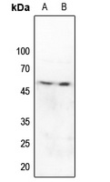 Anti-Caspase 9 Antibody