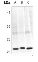 Anti-Caveolin 1 (Phospho-Y14) Antibody