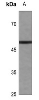 CCNE1 antibody