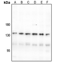 CNGB1 antibody