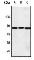 CRHR1 antibody