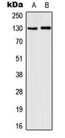 Anti-CD131 (Phospho-Y593) Antibody