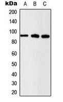 Anti-Beta-catenin (Phospho-S37) Antibody