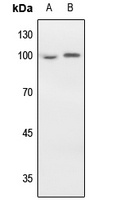 EEF2 antibody