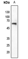 Anti-NET (Phospho-S357) Antibody