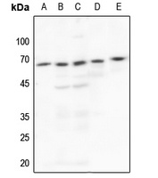 SRC antibody