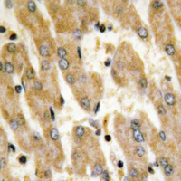 Fibronectin Rabbit Polyclonal Antibody