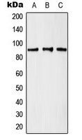 Anti-GCN5 Antibody