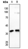 Anti-Connexin 37 Antibody