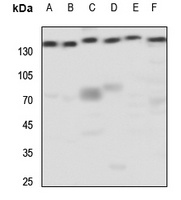 GRM5 antibody