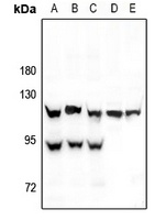 HIF1 alpha antibody