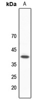 HNRNPC antibody
