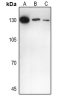 IL16 antibody