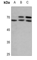 Anti-Lamin A/C (Phospho-S392) Antibody