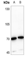 Anti-TAU (Phospho-T529) Antibody