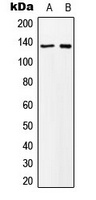 MN1 antibody