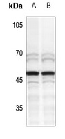 MNDA antibody