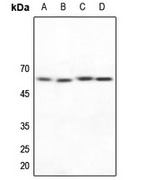 NAB2 antibody