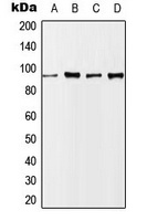 Anti-Nibrin (Phospho-S343) Antibody