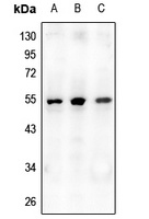 OPG antibody