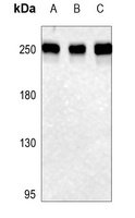POLR2A antibody