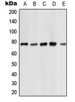 PRKCZ antibody