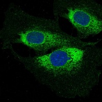 DAPI Staining Kit