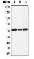 Anti-PKR (Phospho-T451) Antibody