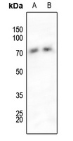 SHPTP2 (phospho-Y542) antibody