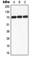 S6K1 (phospho-S434) antibody