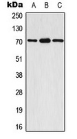 S6K1 (phospho-S447) antibody