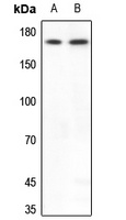 BAF170 antibody