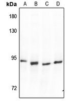Anti-SP1 Antibody