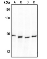 SP1 antibody