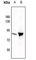 Anti-STAT3 (Phospho-Y705) Antibody