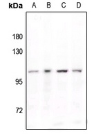 STAT6 (phospho-Y641) antibody