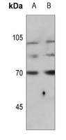 Anti-Synapsin 1 (Phospho-S9) Antibody
