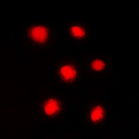 Histone H4 (Phospho-S47) Rabbit Polyclonal Antibody