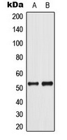 p53 (phospho-S37) antibody