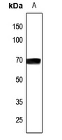 Anti-NCOA4 Antibody