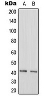 GAS41 antibody